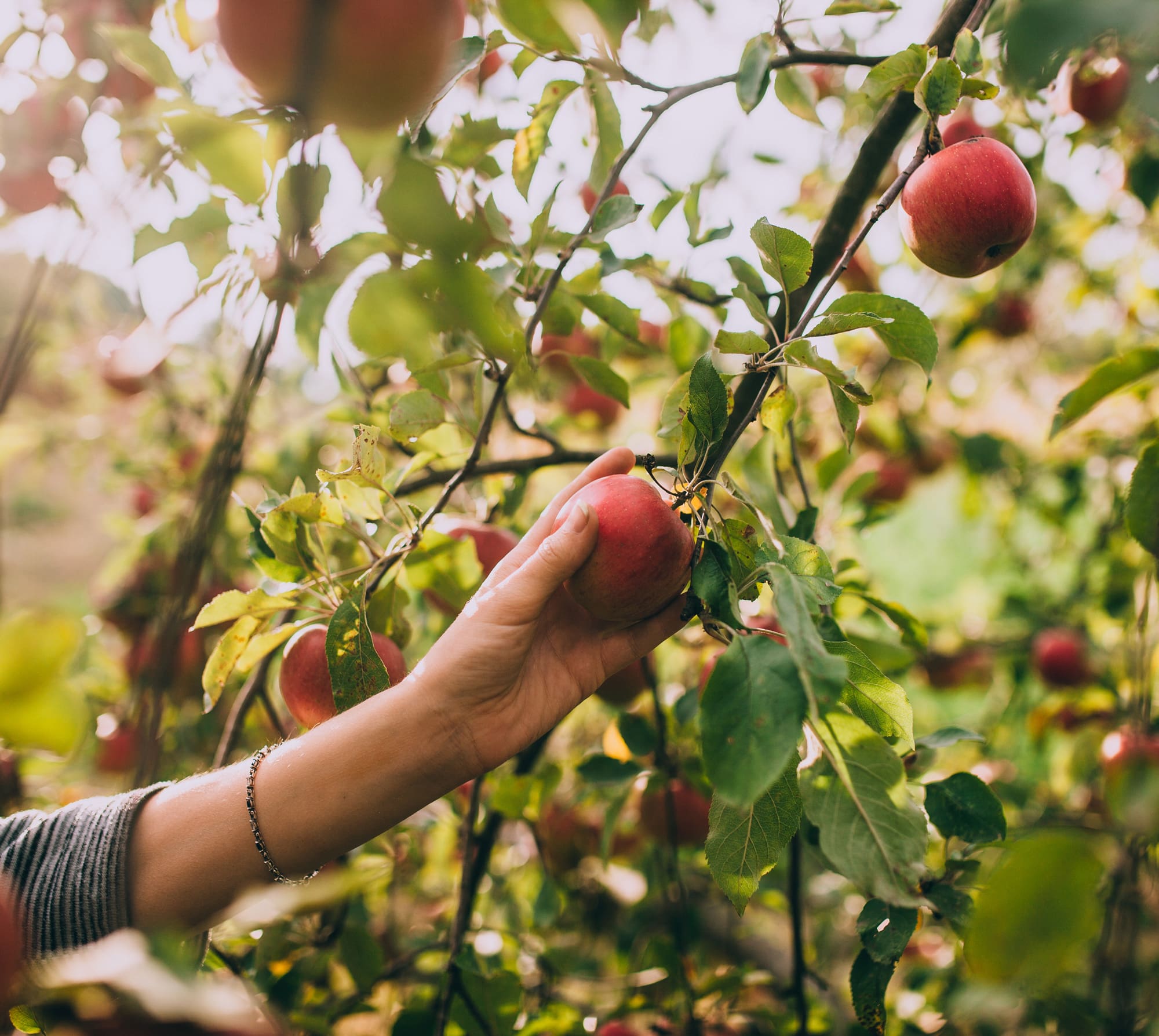 woman hand picking an apple